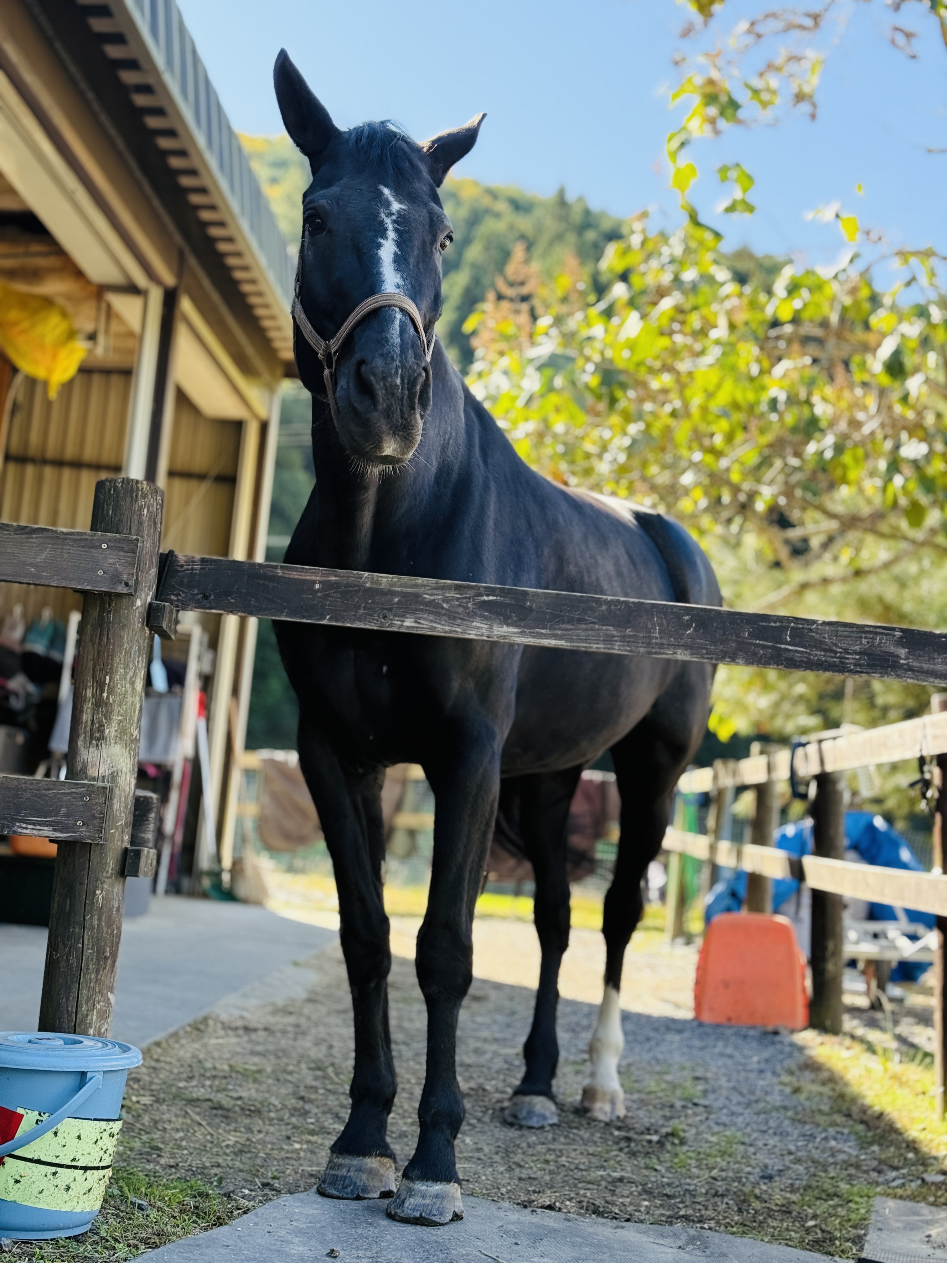 こちらを見つめる黒い馬